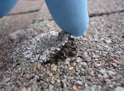 alt="finger lifting lichen from damaged shingle roof in asheville, nc"